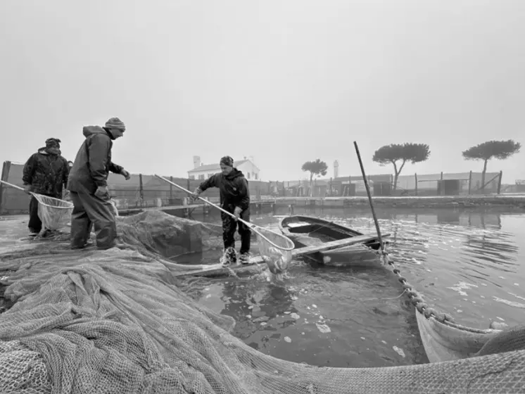 Traditional fishermen casting nets in the historic fishery of Val Morosina, preserving ancient lagoon techniques passed down for generations